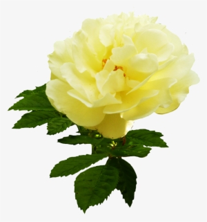 Yellow Rose Flower Png Download - Garden Roses