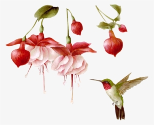 Pássaros Em Imagens Png - Hummingbird Transparent Animated Gifs