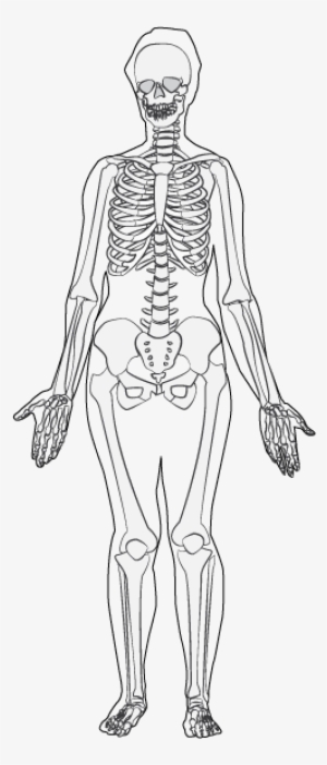 skeleton drawing anatomy