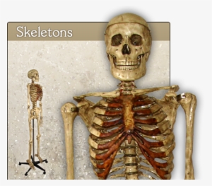 Home-skeletons - Skeleton