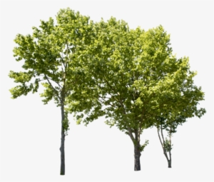 Plane Tree Group Ii - Group Of Trees Png