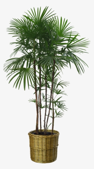 Just Copy These Plants And You Can Adjust Them In Any - Plant Png No Background