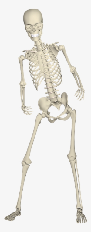 Realistic Skeleton Hips And Legs Png Image Download - Skeleton Leg Png