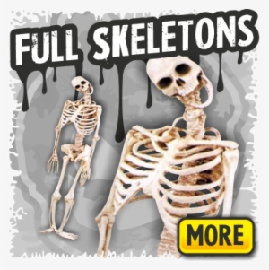 Full Skeleton Halloween Props - Skeleton Props Life Size