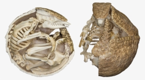 Three-banded Armadillo