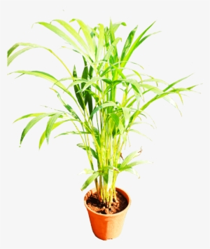 Here Presents The File Of Few Beautiful Plants - Arecales