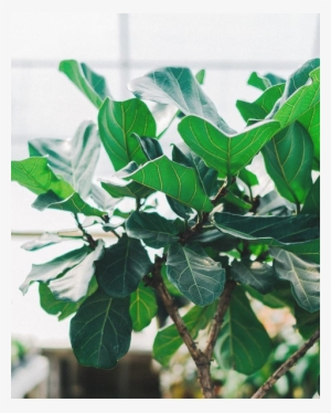 Window-plant - Houseplant