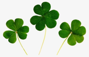 Cs Painted Shamrocks - Good Luck Symbols