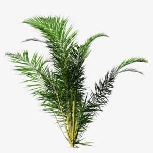 House Plant Png Download - Tropical Plants Png No Background