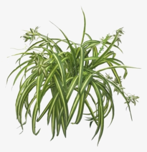 Spider Plants Are Great For Indoor Air Cleaning And - Chlorophytum Comosum Png