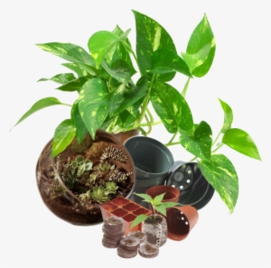 Plants As Shown Below 1/8 Cup - Money Plant