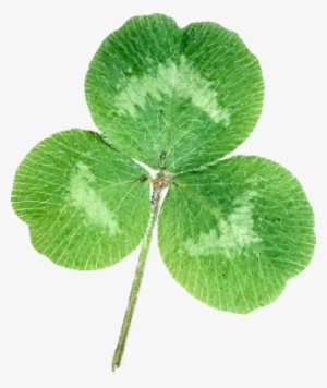 Shamrocks - St Patricks Day