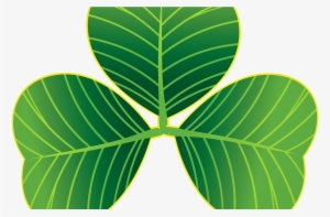 St Patricks Day Shamrocks Png Clipart Gallery Yopriceville - Portable Network Graphics
