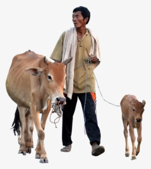 Cow Transparent Calf Png