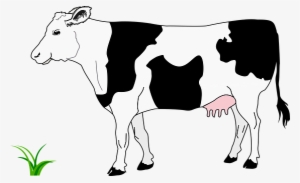 Black Blanche Cow Grass Noire White Cow Co - Cow Image Black And White