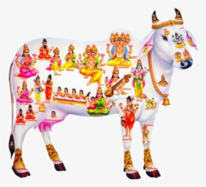 Indian Cow Png Download - Kamadhenu