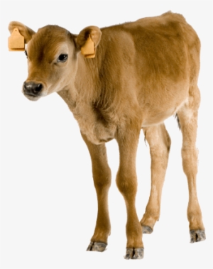 Indian Cow Png Download - Smal Cow Images Png