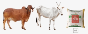 Cow Png Images Download - A2 Cow