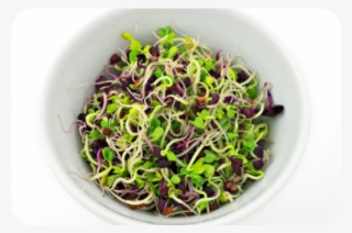 Sprouts Salad Png