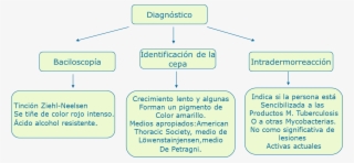 Cuadros Sinópticos Mycrobacterium - Cuadro De La Tuberculosis