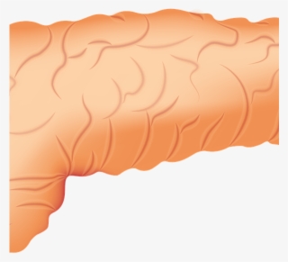 Pancreas 2934621 1280 - Wood