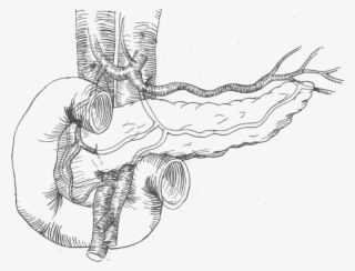 19 Pancreas Drawing Sketch Huge Freebie Download For - Line Art