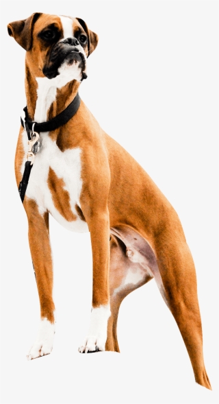 Bruno - Boxer