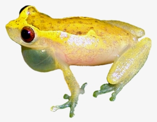 Strawberry Poison Dart Frog - True Frog