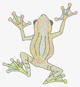 Bamboo Tree Frog - Bufo