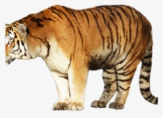 Siberian Tiger
