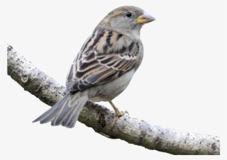 House Bird Finch American Sparrows - House Sparrow