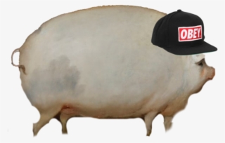 Newest Uploads - Oats Pigs Png