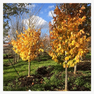 Deciduous Trees - Maple