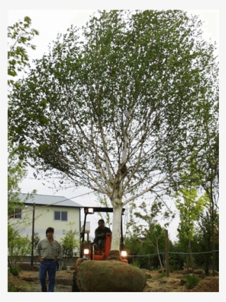 Deciduous Trees - River Birch