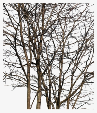 Deciduous Trees Group Winter Iii - Wood