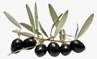 Free Png Olives Png Images Transparent - Olive Oil Leaves Png