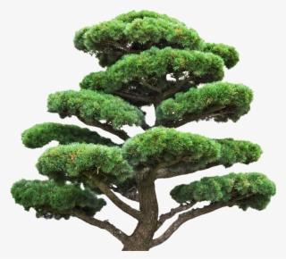 Tree Stock Photography Pine Royalty Free Euclidean - Pine