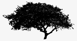Download Black Tree Png File - Tree Black And White Png