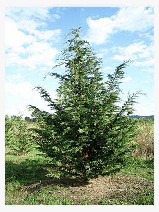 Privacy Screens - Leyland Cypress Tree