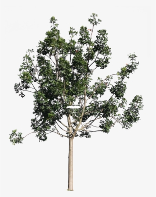 Harpephyllum Caffrum L Common Name - Pond Pine