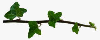 Isolated Ivy Branch - Scarlet Gourd
