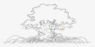 Collection Of Tree High Quality Free - Mangrove Tree Sketch