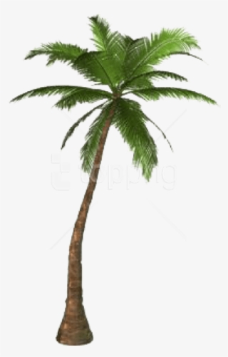 Free Png Download Palm Tree Png Png Images Background - Palm Tree No Background