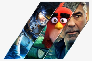 More Information - Full Hd Wallpaper For Mobile Of Birds