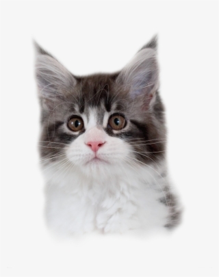 1 - Domestic Long-haired Cat