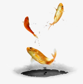 #ftestickers #fish#fishes #goldfish #jumping #freetoedit - Jumping Fish Png Picsart