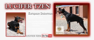 American Kennel Club