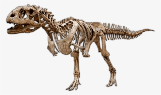 Dinosaur Excavation Kits & Experimental Paleontology - Theropod Dinosaur Skeleton