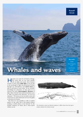 Pdf - Grey Whale