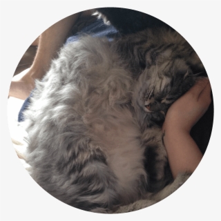 Bubbles Twin Cities Pet Rescue Bumbles Is - Domestic Long-haired Cat